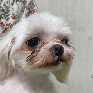 まずは会いに来て下さい♬.*ﾟ可愛さ満載のラテ