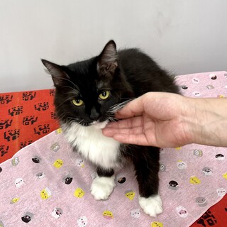 長毛が美しい、マンチカン脚長の女の子です。