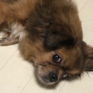 希少！チベタンスパニエル　すだちちゃん