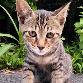 緊急！山間部に住むキジちゃん兄妹
