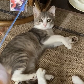 食欲旺盛なマイペースな2-3ヶ月のララ君です！