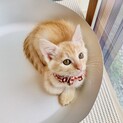 可愛いミルクティー色の男の子