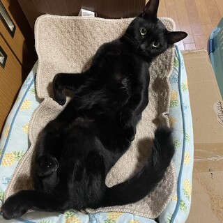 4歳半　黒猫　元気！懐こい！　ジャックくん