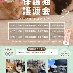 ほご猫の譲渡会