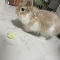 ネザー2歳男の子　トイトレ◯ ケージ差し上げます。