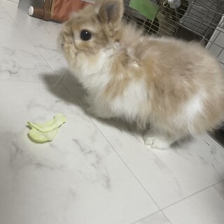 ネザー2歳男の子　トイトレ◯ ケージ差し上げます。