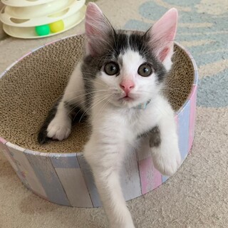 検討中　ハチワレ男子⭐️あせい