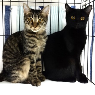 【お見合い随時】チュール大好きキジトラ＆黒美人姉妹