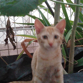 年齢5ヶ月の子猫  行方不明になっています。