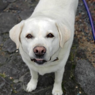 ラブラドール　女の子　ラブちゃん