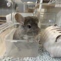チンチラ 推定２歳 オス