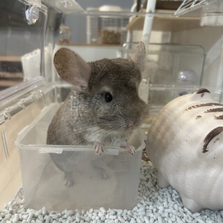 チンチラ 推定２歳 オス