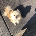 6歳のポメラニアン