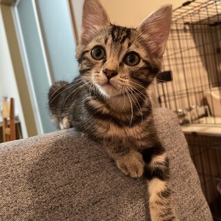 アメショー風＊雑種の女の子 アネちゃん＊