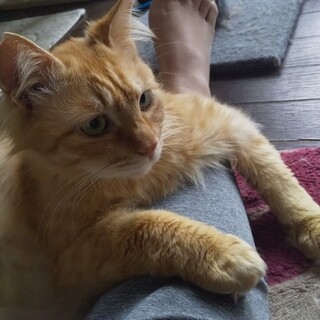 おデブなふあふあ茶トラ君