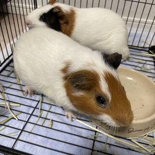 イングリッシュモルモット　オス　二匹（5歳、2歳）