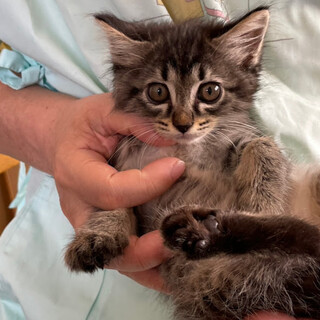 クリクリお目目のふわふわ毛『とこ』