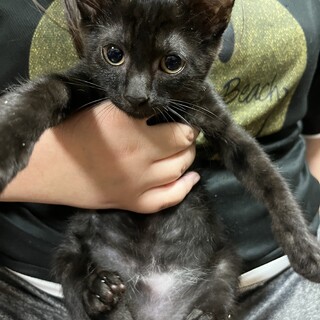 生後2ヶ月ジャパニーズボブテイルもどき男の子！！