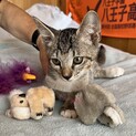可愛さ満点！　ベビーフェイスのむぎチャン♠