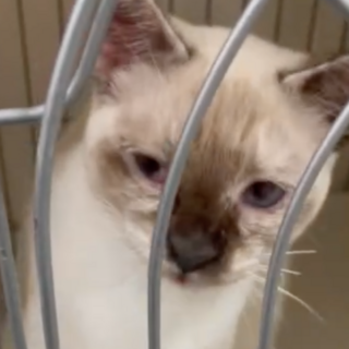 トライアル　人間大好きシャムMIX❤️じゅんこ