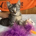 子猫モデル？のようなサクちゃん