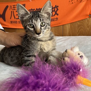 子猫モデル？のようなサクちゃん