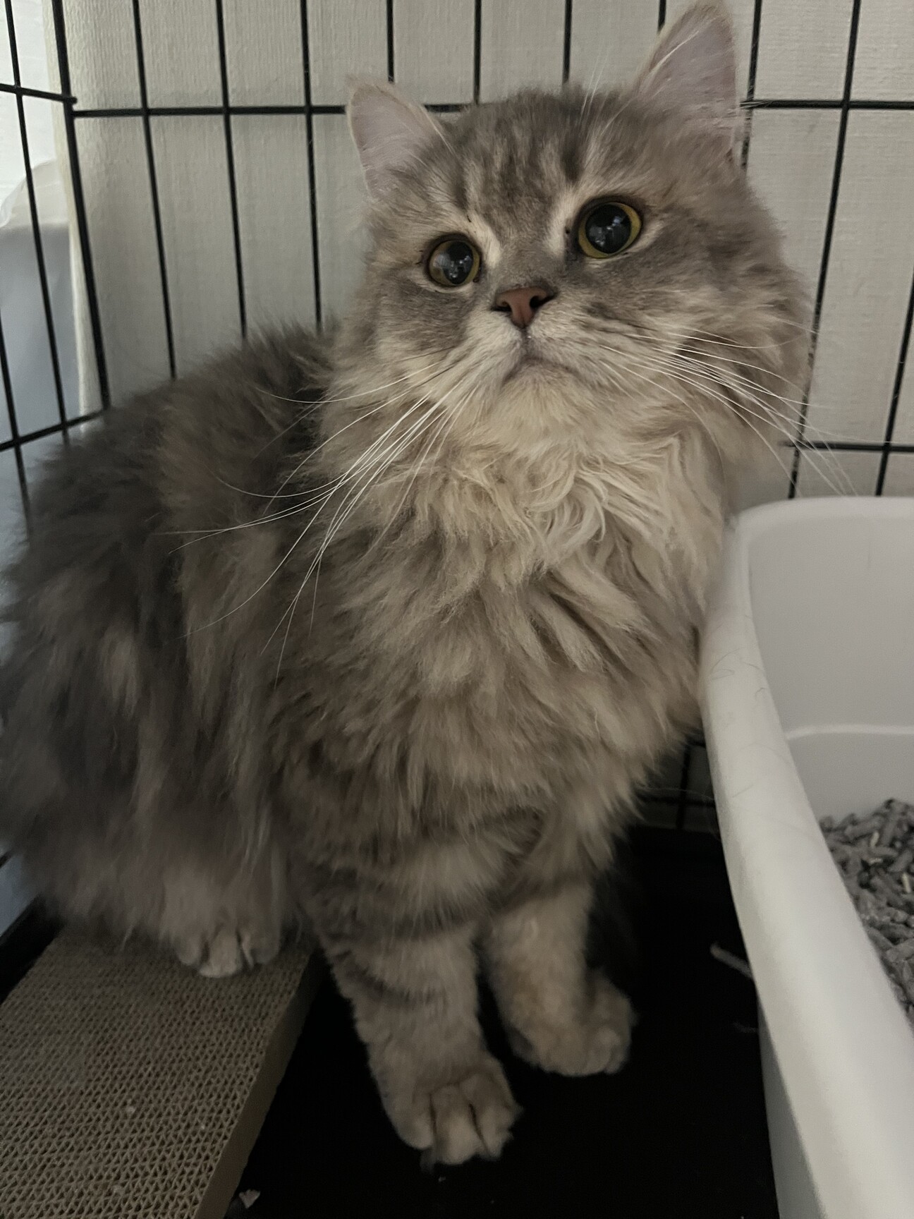 洋猫ミックス？1歳のルク」東京都 - 猫の里親募集(466319