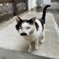 ダブルキャリアのチャップくん