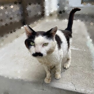 ダブルキャリアのチャップくん