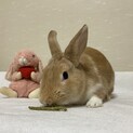 保護うさぎヤマトタケルノミコト君 （師走っこ2世）