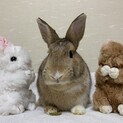 保護うさぎ ニニギノミコトくん（師走っこ2世）