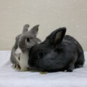 保護うさぎ しずくちゃん（師走っこ2世）