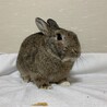 保護うさぎ 平野くん（師走っこ） サムネイル2
