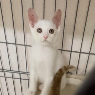 検討中　　幸せ待ち。なれなれ白猫❤️しろた