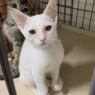 検討中。超なれなれ白猫❤️しろこ