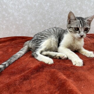 生後5か月3姉妹‼️サバ白❤セサミは甘えっ子