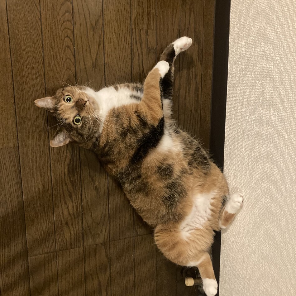ミクのカバー写真