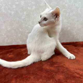 生後5か月3姉妹‼️寄り添う甘猫❤シュガー