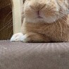 の写真
