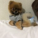 ポメラニアン4歳の女の子