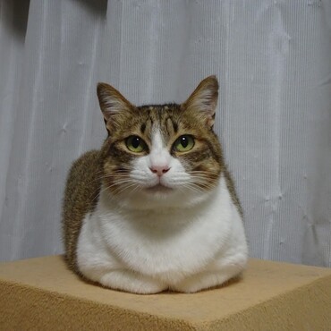 の写真