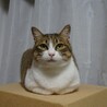 の写真