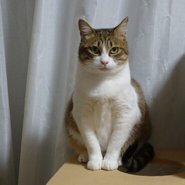 O脚