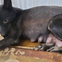 殺処分対象です！産後捕獲された様子痛々しい子です！