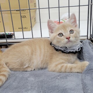 8/20 荒川区西尾久譲渡会参加　個別お見合い不可