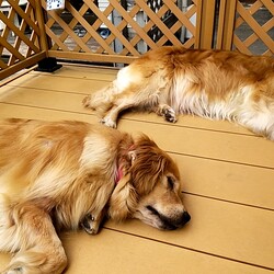 「家族が増えました」サムネイル2