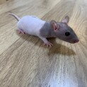 ラット　ダブルレッキス