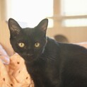スリゴロ甘えん坊な黒猫ボーイです