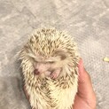 ハリネズミの里親募集