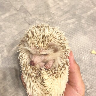 ハリネズミの里親募集